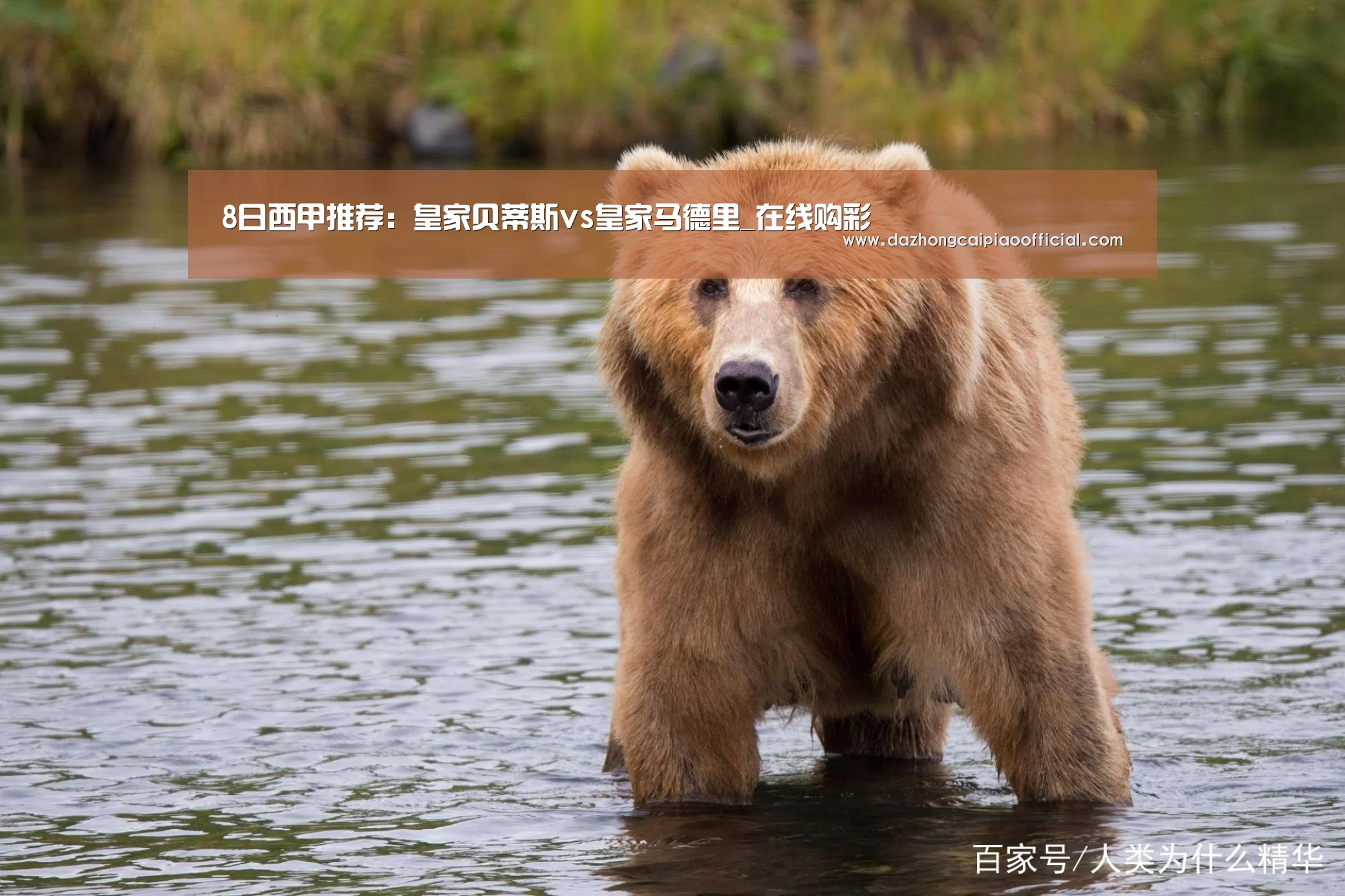 8日西甲推荐:皇家贝蒂斯vs皇家马德里_在线购彩(图3) 彩票投注